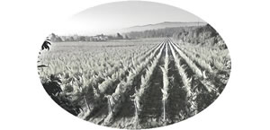 L-origan-Cava 