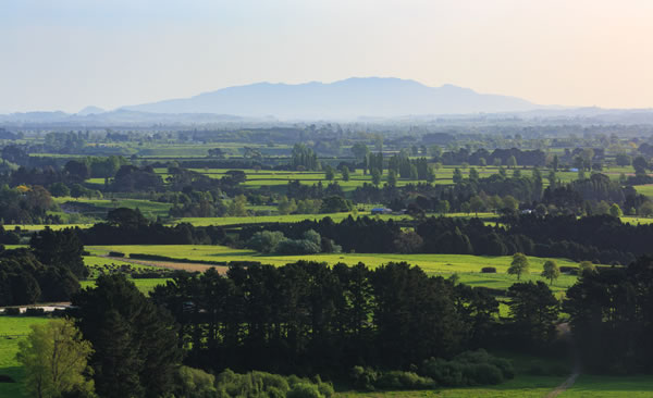 Vinos de Waikato
