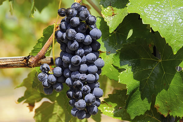 Uva Syrah